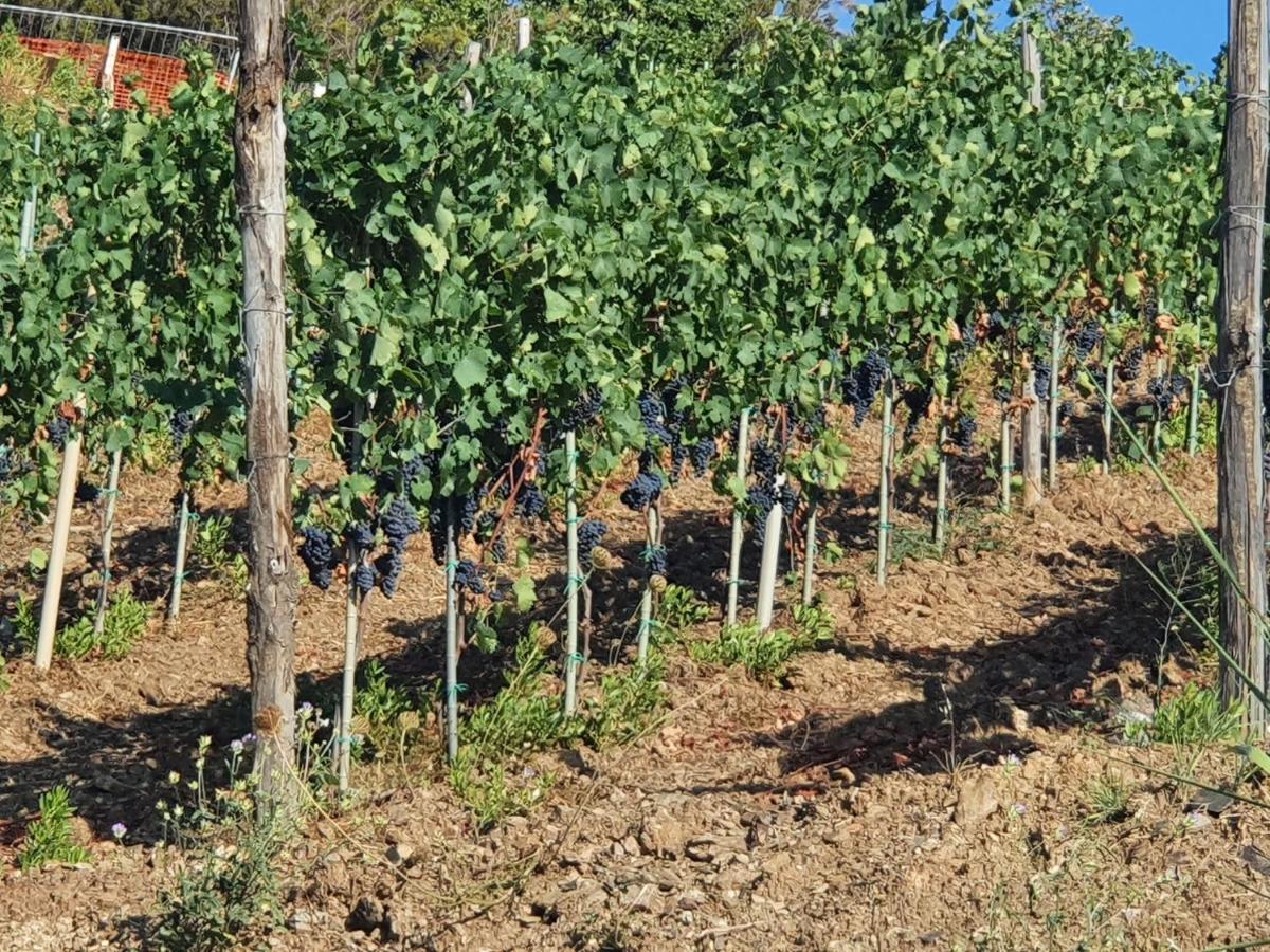 Agriturismo Le Terre Di Venere Acciaroli Εξωτερικό φωτογραφία